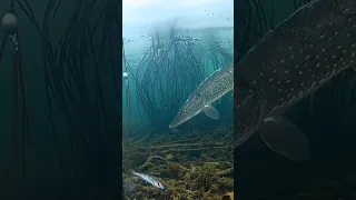 Щука и живец подводой