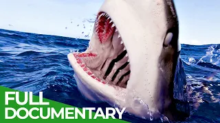 White Shark Tourism: A Dangerous Gamble | Blue Realm | Free Documentary Nature