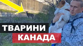 # 4.31 Тварини на вулицях Канади - правда чи міт ?