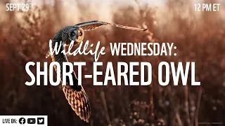 Wildlife Wednesday: Short-eared Owl
