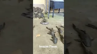 Invasive Pleco Loot