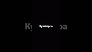 Кукабарра