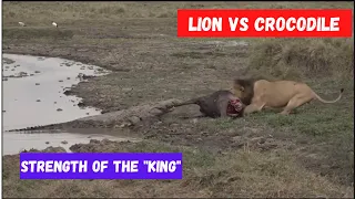 Lion Vs Crocodile - Incredible Tug of War