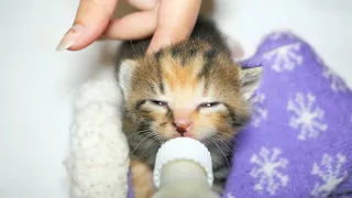 Kittens Bottle Feeding Cutest Moments