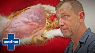 Abandoned 4-Week-Old Kitten Found In A Gutter With A Hernia | Full Episode | E23 | Bondi Vet