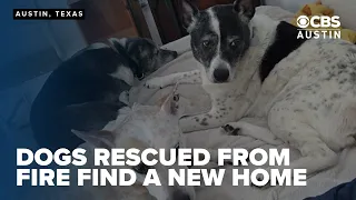 Three dogs rescued from deadly fire find forever home with original foster family