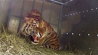 Extremely Rare - Four Siberian Tigers Released Into The Wild