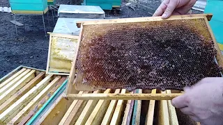 Пчеловодство/ЗОЛОТОЙ Запас Пчеловода/Пчелиная сушь