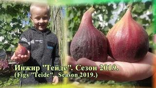 Инжир "Тейде". Сезон 2019. (Figs "Teide". Season 2019)