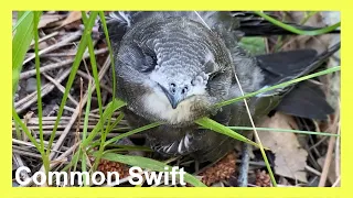 common swift nestling - survive (apus apus)