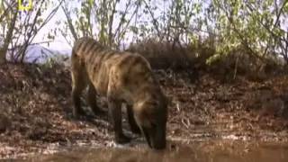 Depredadores prehistóricos (El cerdo asesino)