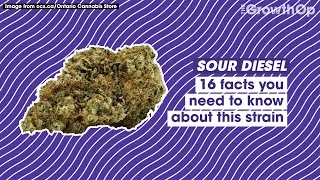 16 facts you need to know about Sour Diesel | Strain Facts