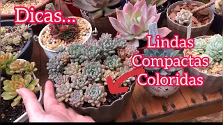 Top5: COMO TER SUCULENTAS LINDAS, COMPACTAS E COLORIDAS