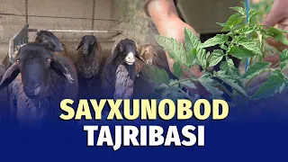 Sayxunobod tajribasi qanday joriy qilinyapti?