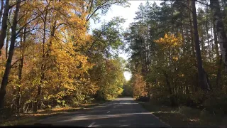 Красивая осенняя дорога в Воронежском лесу. Рамонь-Бор