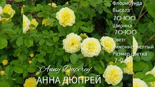 Роза 'Anny Duperey' АННА ДЮПРЕЙ