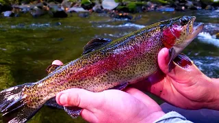 Tellico River Delayed Harvest Time! | Fly Fishing East Tennessee