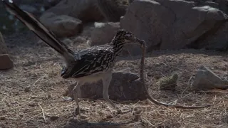 Roadrunner Kills Rattlesnake