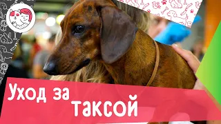 5 особенностей ухода за таксой