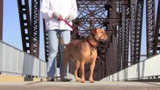 Dogs Banned on Big Four Bridge!