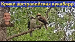 Природа Австралии. Крики Кукабарр. (видео 039)