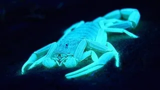 GLOWING SCORPIONS