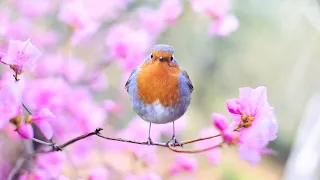 Bird Sounds Spectacular: Morning Bird Song With Meditation Music