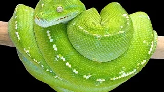 Australian Green Tree Pythons - CrittaCam