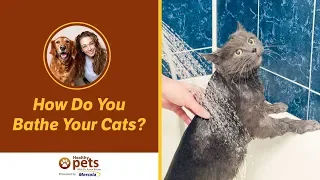 Dr. Becker: How Do You Bathe Your Cats?