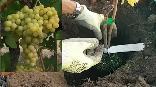 Comment planter la vigne ?🍇