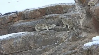 Snow Leopards Mating Ritual