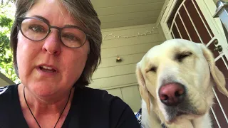 Diabetic Alert Dog: Heartfelt message from T1D Dogs4Diabetics Client