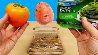 Сок из Морской капусты, Хурмы и Картошки! Реакция муравьев на соки! Бедная соковыжималка. alex boyko