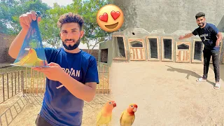 Hum yellow Latino parrot le aye .😍or cages ka kam complete.🥰