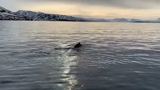 Whale-watching on the Eyjafjörður, Northern Iceland 28/02/2019