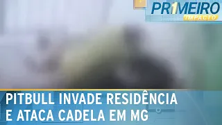 Dono de cadela protege animal de ataque de pitbull em MG | Primeiro Impacto (26/04/24)