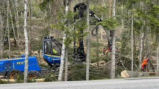 Slutavverkning nära väg med Rottne H11