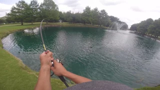 "MUST WATCH" Monster Fish Caught in small pond