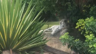 Loro Parque Teneriffa 2019 white tiger