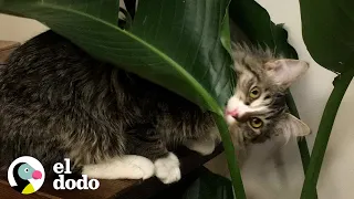 Gatos hermanos les encanta atormentar a su papá | Cat Crazy | El Dodo