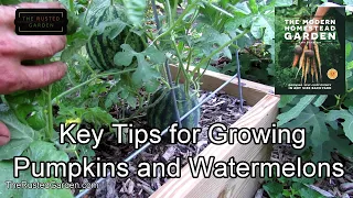 Tips for Growing Pumpkins & Watermelons (Squash Too): Water, Space, Rooting, Borers, Fungus & More