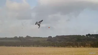 wood pigeon shooting (crop protection)