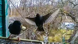 Birds Life | Птичья жизнь 25.03.24