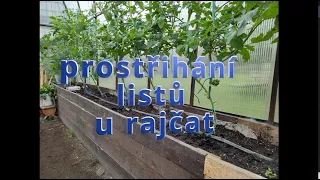 prostřihání listů u rajčat