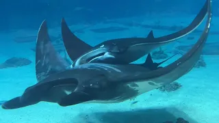 One Hour of Tallulah and Blue the Giant Manta Rays Courtship Behavior