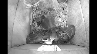 Sparrow removes dead chick from nest box