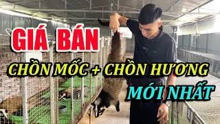 Giá Bán Chồn Hương Giống Và Chồn Mốc Giống Mới Nhất - Chồn Giống Giá Bao Nhiêu? | Chăn Nuôi Việt