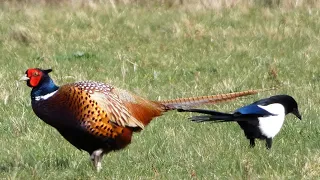 Fazant Man en Vrouwen (Pheasant Male and Female)