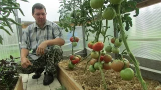 Проверенный сорт томатов: "Зарево"