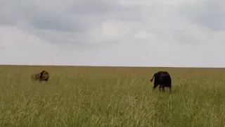 Buffalo alone in the wild is easy prey for big male lions